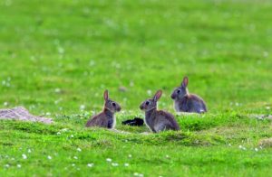 Rabbit control in a field. Shooting rabbits with an air rifle